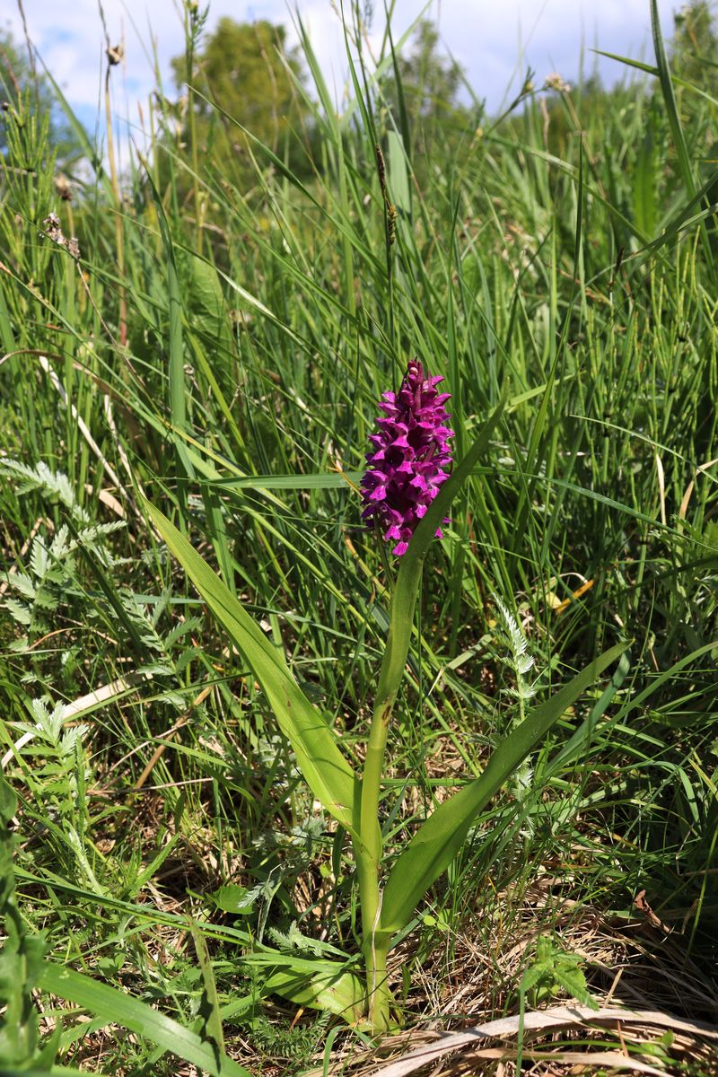 Изображение особи Dactylorhiza incarnata.