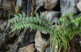 Cyrtomium fortunei. Спороносящее растение в сообществе с Pteris multifida. Китай, провинция Гуанси, рисовые террасы Лунцзи, на каменной стене. 29.05.2024.