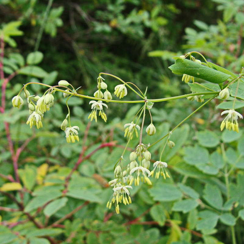 Image of Thalictrum minus specimen.