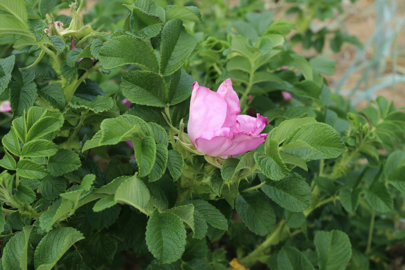 Image of Rosa rugosa specimen.