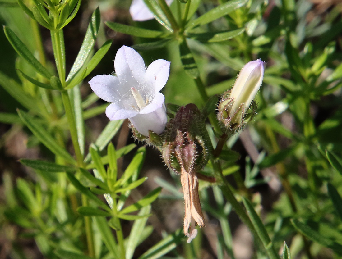 Image of Campanula komarovii specimen.