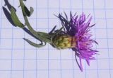 Centaurea paniculata. Верхушка побега с соцветием. Испания, автономное сообщество Каталония, провинция Жирона, комарка Баш Эмпорда, муниципалитет Санта-Кристина-де-Аро, окр. н.п. Романья-де-ла-Сельва, опушка дубового леса у кромки пашни. 11.09.2024.