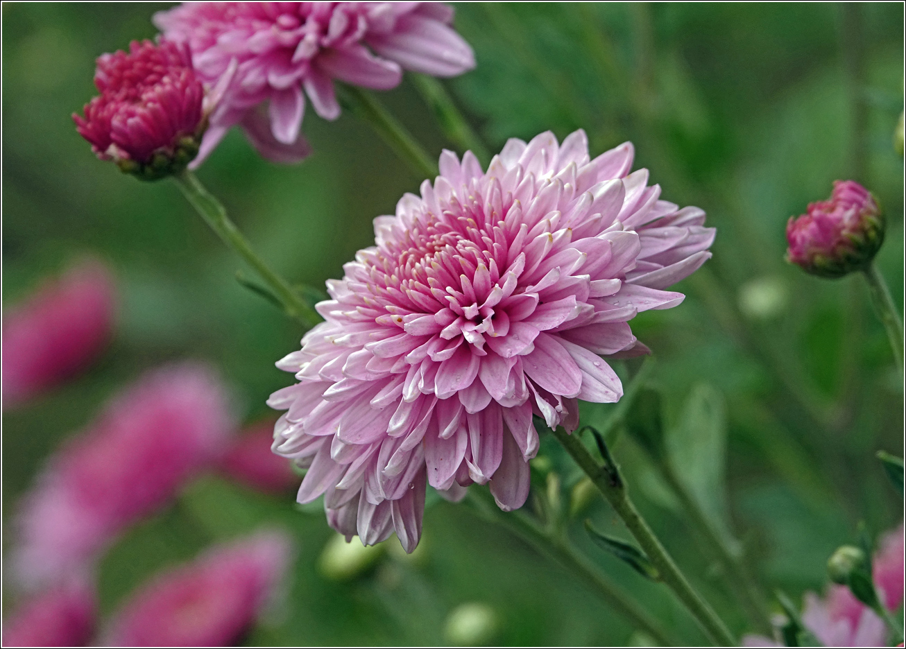 Image of Chrysanthemum indicum specimen.