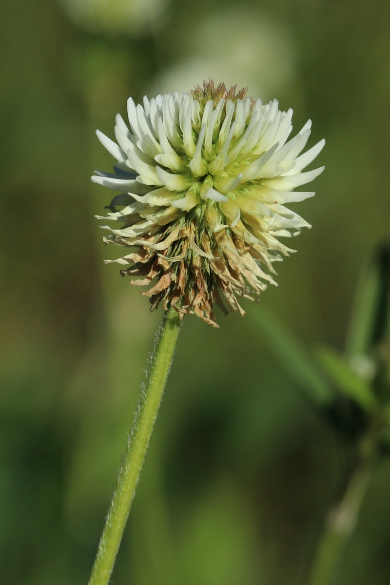 Изображение особи Trifolium montanum.