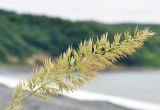 Calamagrostis extremiorientalis. Соплодие. Приморский край, Владивостокский ГО, о. Рикорда, восточное побережье, бухта Восточная, основание обрывистого склона. 25.07.2020.