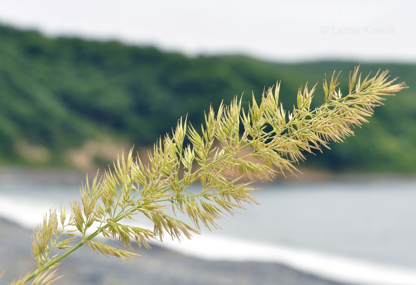 Изображение особи Calamagrostis extremiorientalis.