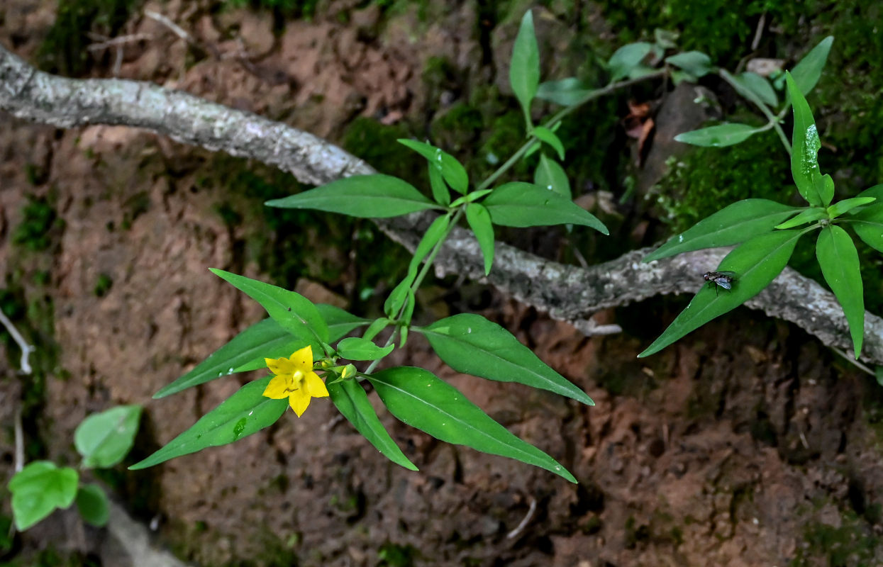 Изображение особи Lysimachia ophelioides.