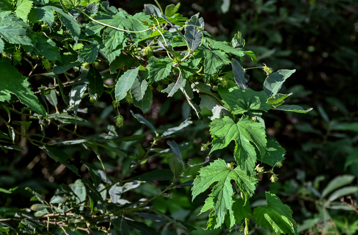 Image of Humulus lupulus specimen.