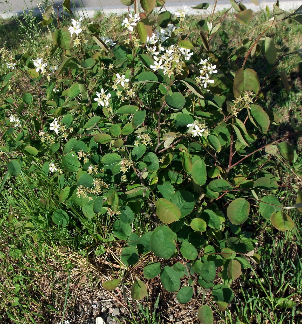 Изображение особи Amelanchier spicata.