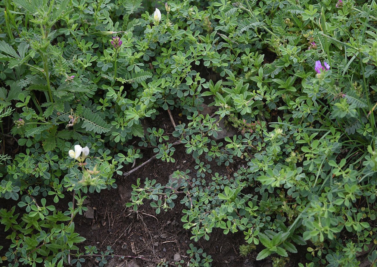 Image of Medicago &times; varia specimen.