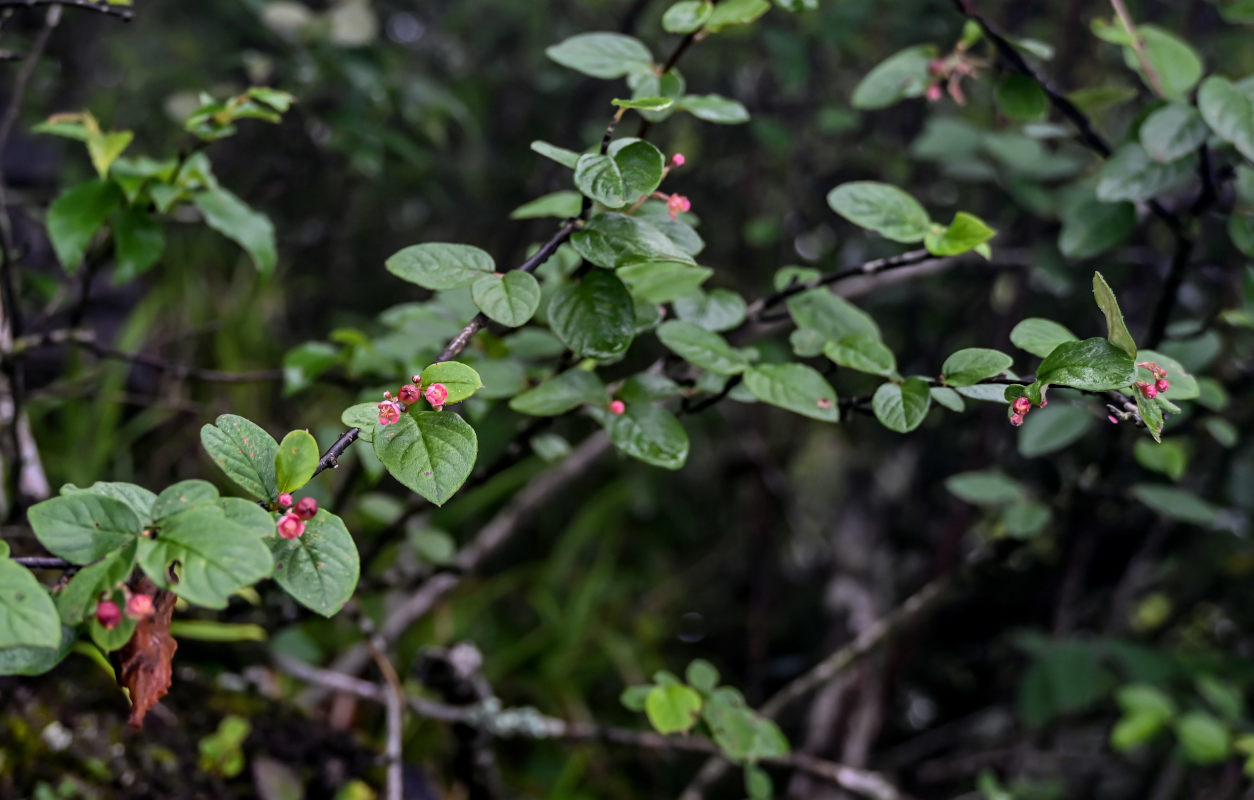 Изображение особи род Cotoneaster.