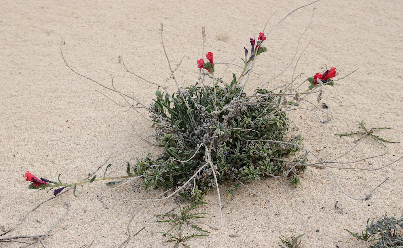 Изображение особи Echium angustifolium.