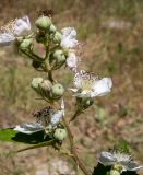 Rubus tauricus