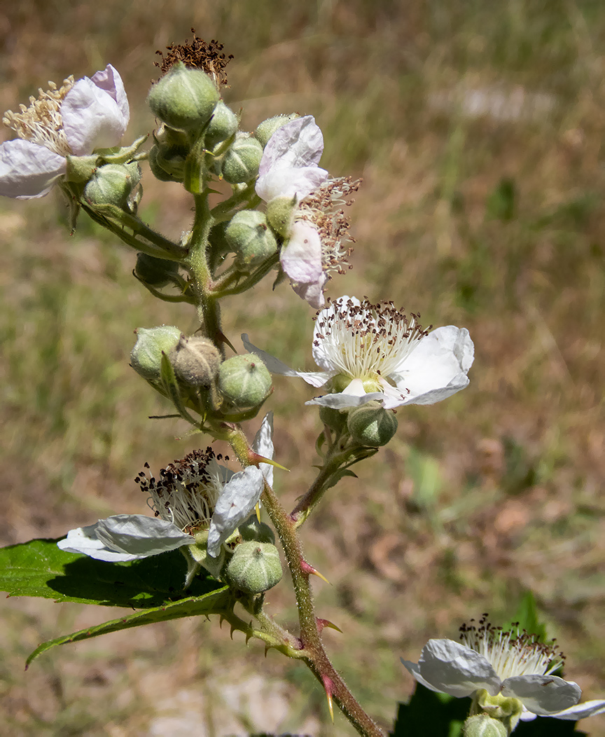 Image of Rubus tauricus specimen.