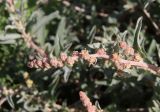Смотреть изображение Atriplex glauca