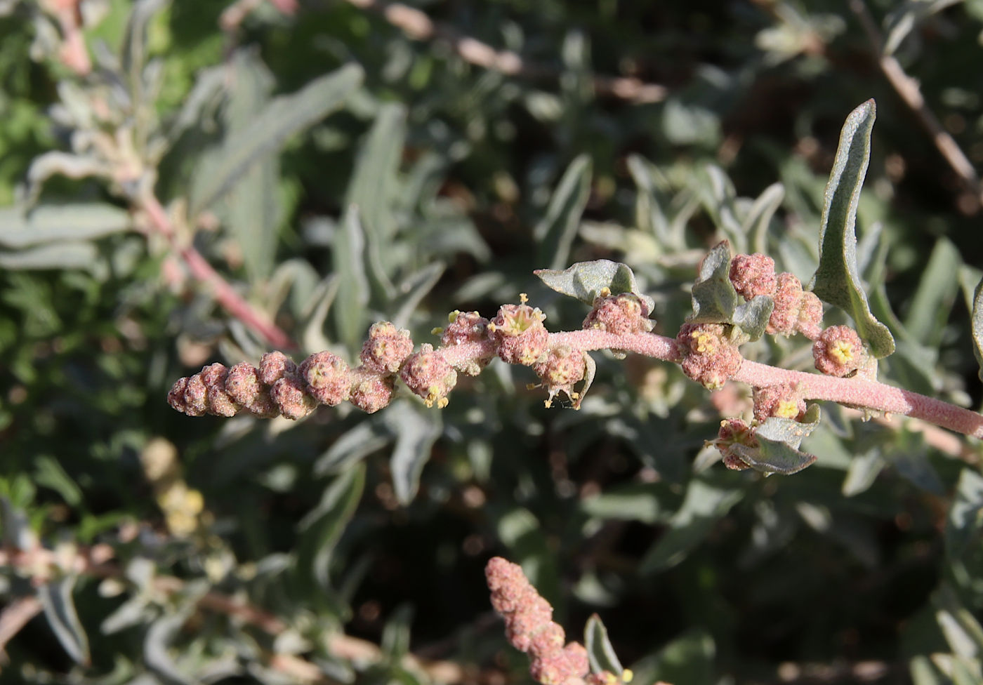 Image of Atriplex glauca specimen.