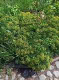 Euphorbia cyparissias