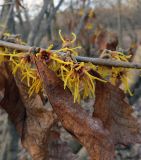 Hamamelis vernalis. Часть ветви с соцветиями. Москва, ГБС РАН. 05.04.2017.