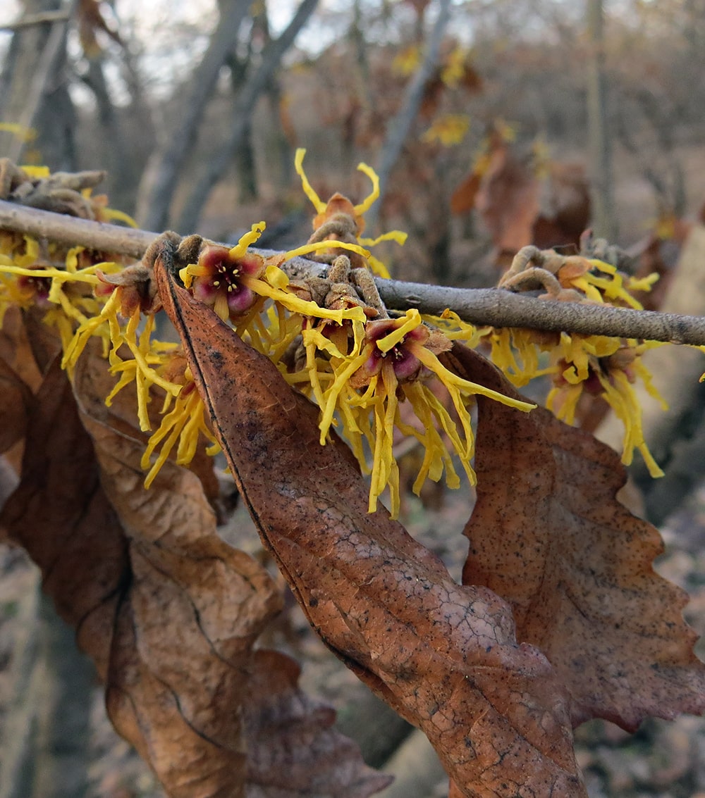 Изображение особи Hamamelis vernalis.