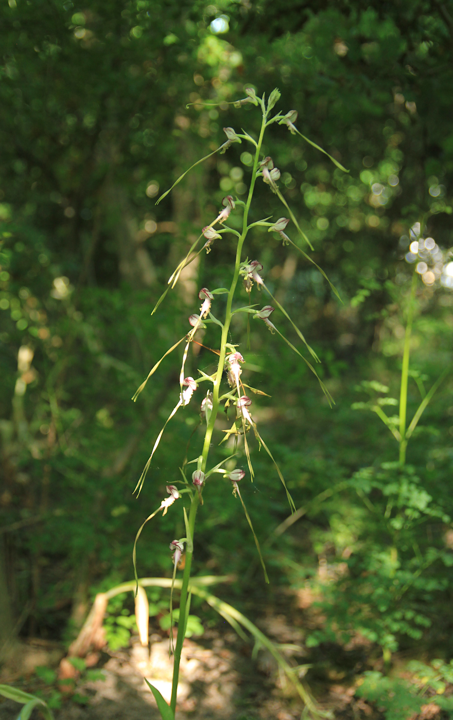 Image of Himantoglossum caprinum specimen.