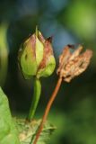 Calystegia sepium. Незрелый плод. Беларусь, Витебская обл., пос. Езерище, опушка древесных зарослей у малопроезжей грунтовой дороги. 20.08.2024.
