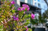 View full-size image Polygala myrtifolia