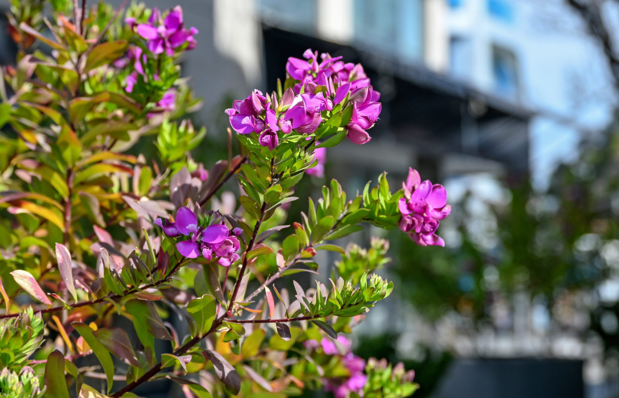 Изображение особи Polygala myrtifolia.