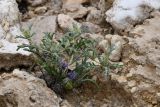 View full-size image Cousiniopsis atractyloides