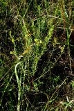 View full-size image Genista tinctoria