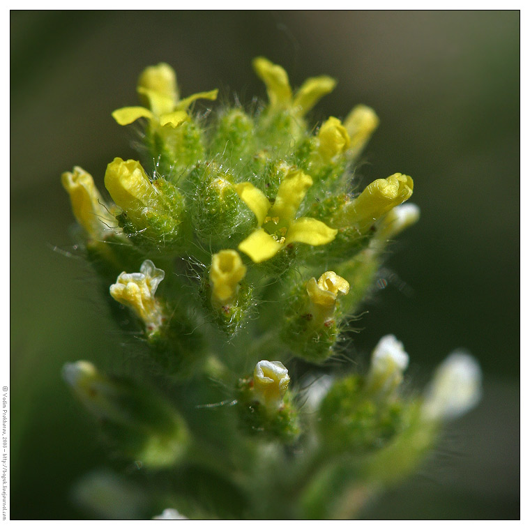 Изображение особи Alyssum alyssoides.