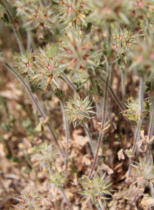 Image of Trifolium stellatum specimen.