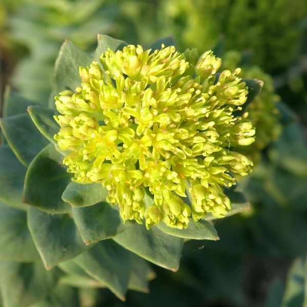 Image of Rhodiola rosea specimen.