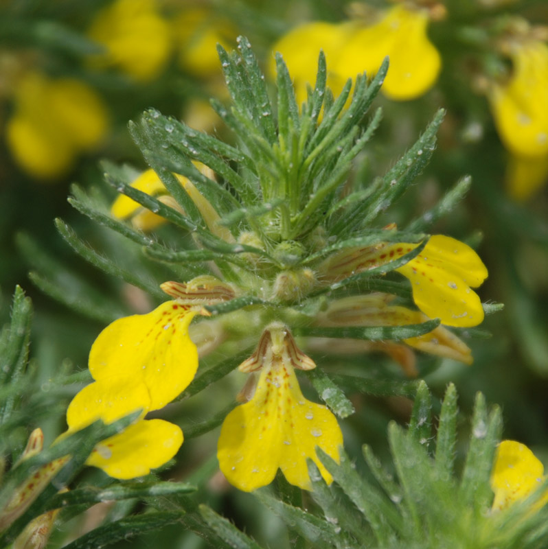 Image of Ajuga chia specimen.