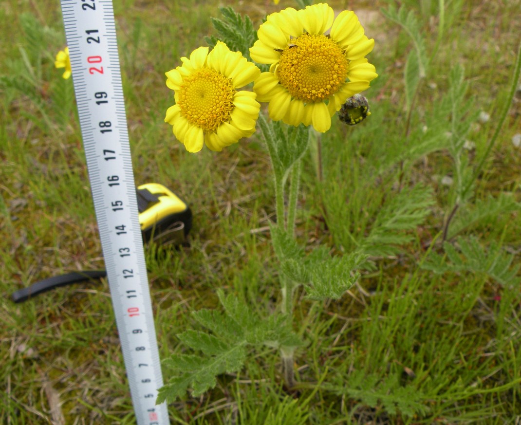 Изображение особи Tanacetum bipinnatum.