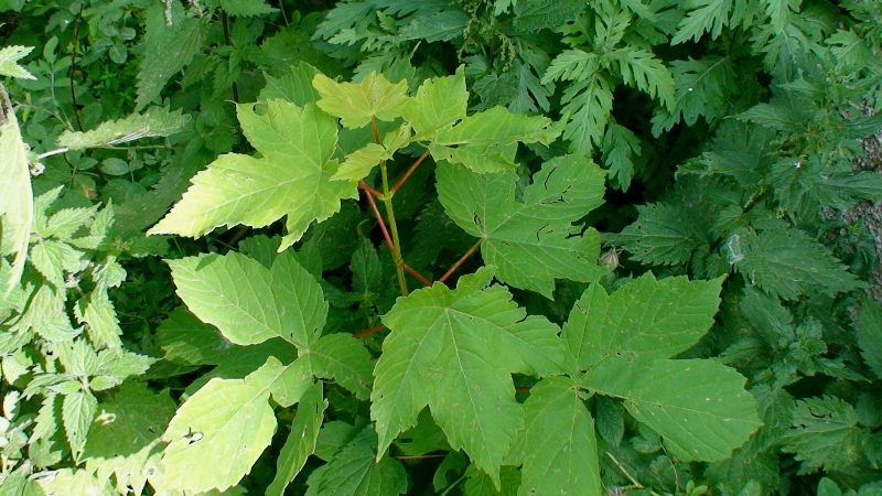 Image of Acer pseudoplatanus specimen.