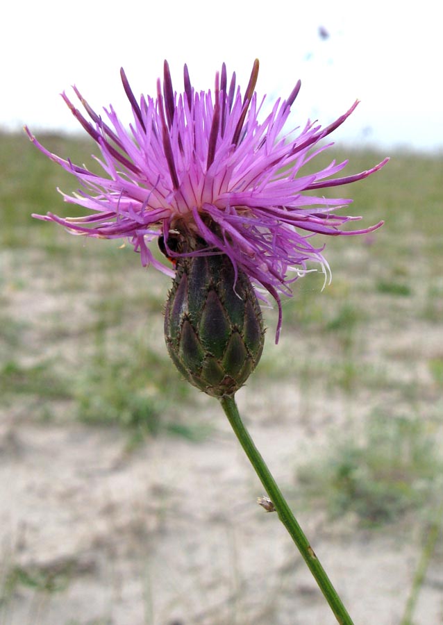 Image of Centaurea adpressa specimen.