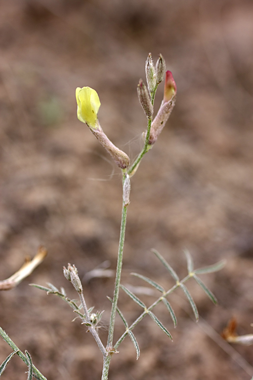 Image of Astragalus lancifolius specimen.