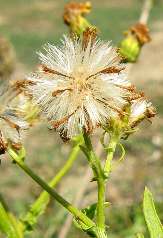 Image of Senecio grandidentatus specimen.