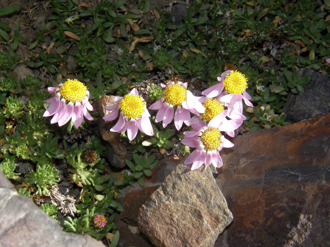 Image of Waldheimia tridactylites specimen.