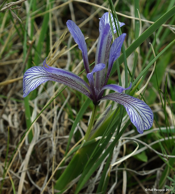 Изображение особи Iris loczyi.