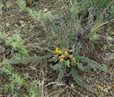 Astragalus schanginianus