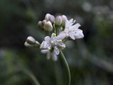 Allium denudatum