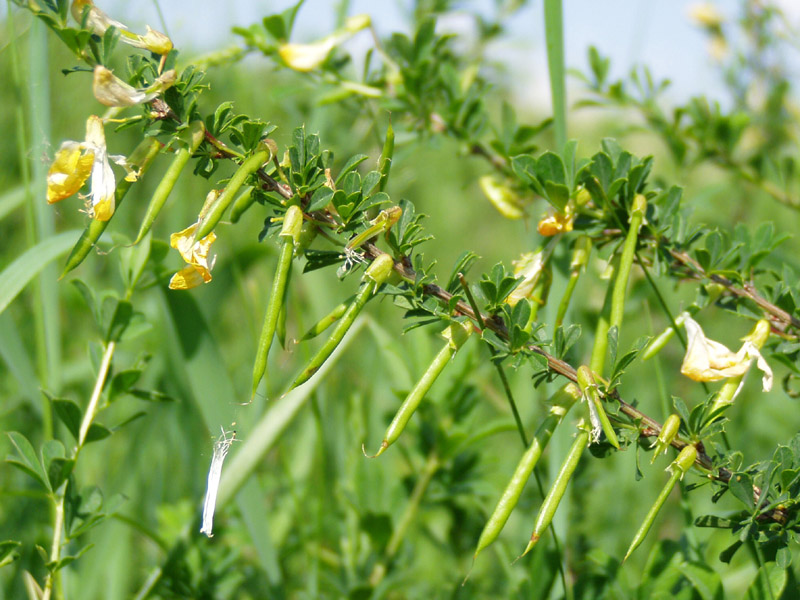 Image of Caragana frutex specimen.