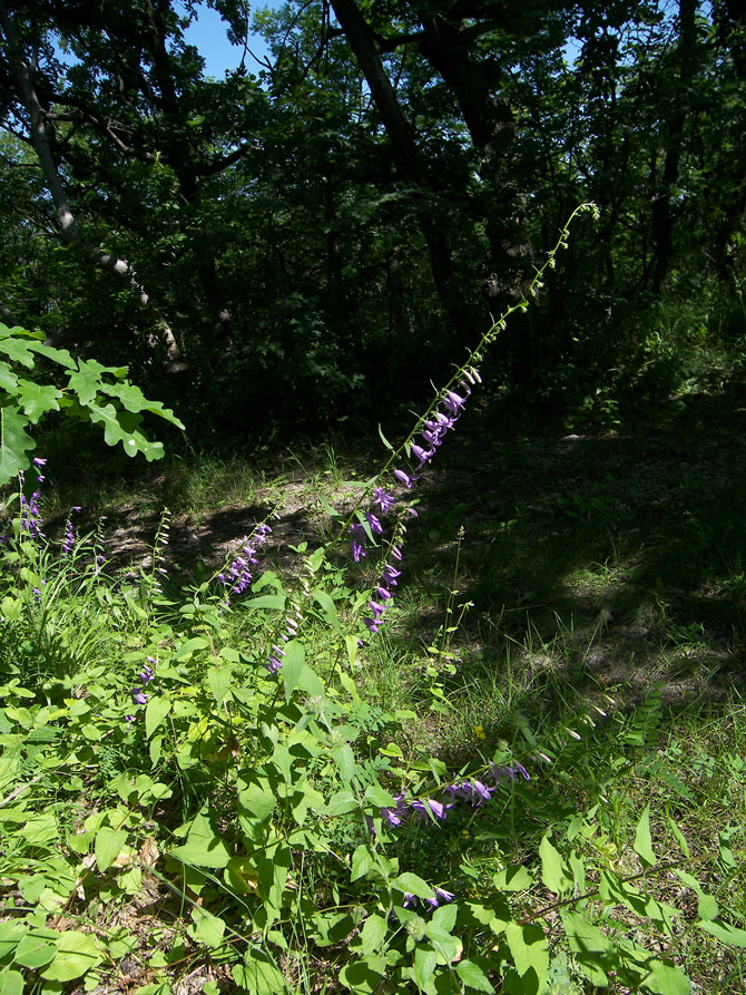 Изображение особи Campanula rapunculoides.