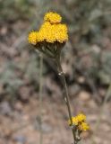 Hippolytia darvasica. Верхушка побега с соцветием. Таджикистан, Памир, окр. г. Хорог. 31.07.2011.
