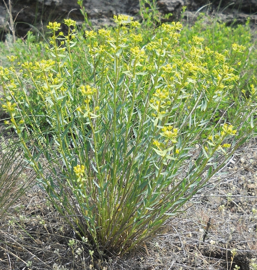 Image of Euphorbia seguieriana specimen.