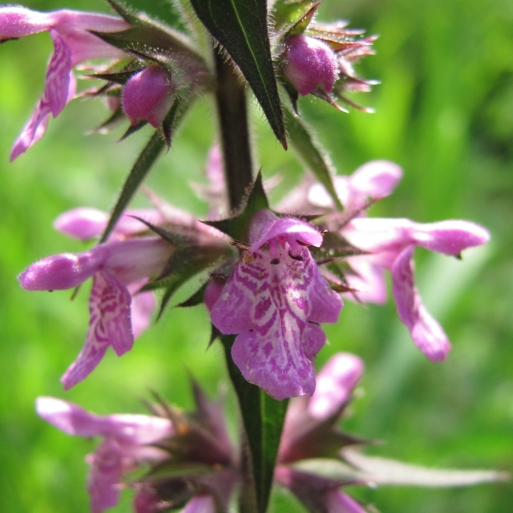 Изображение особи Stachys palustris.