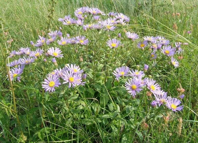 Image of Aster amellus specimen.