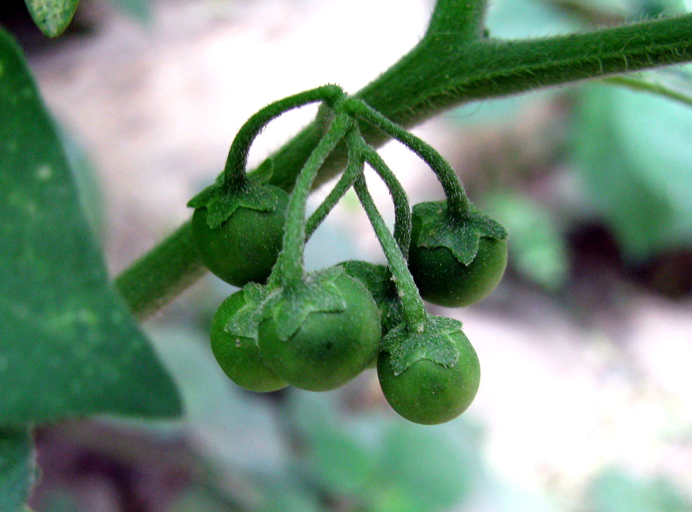 Image of Solanum nigrum ssp. schultesii specimen.