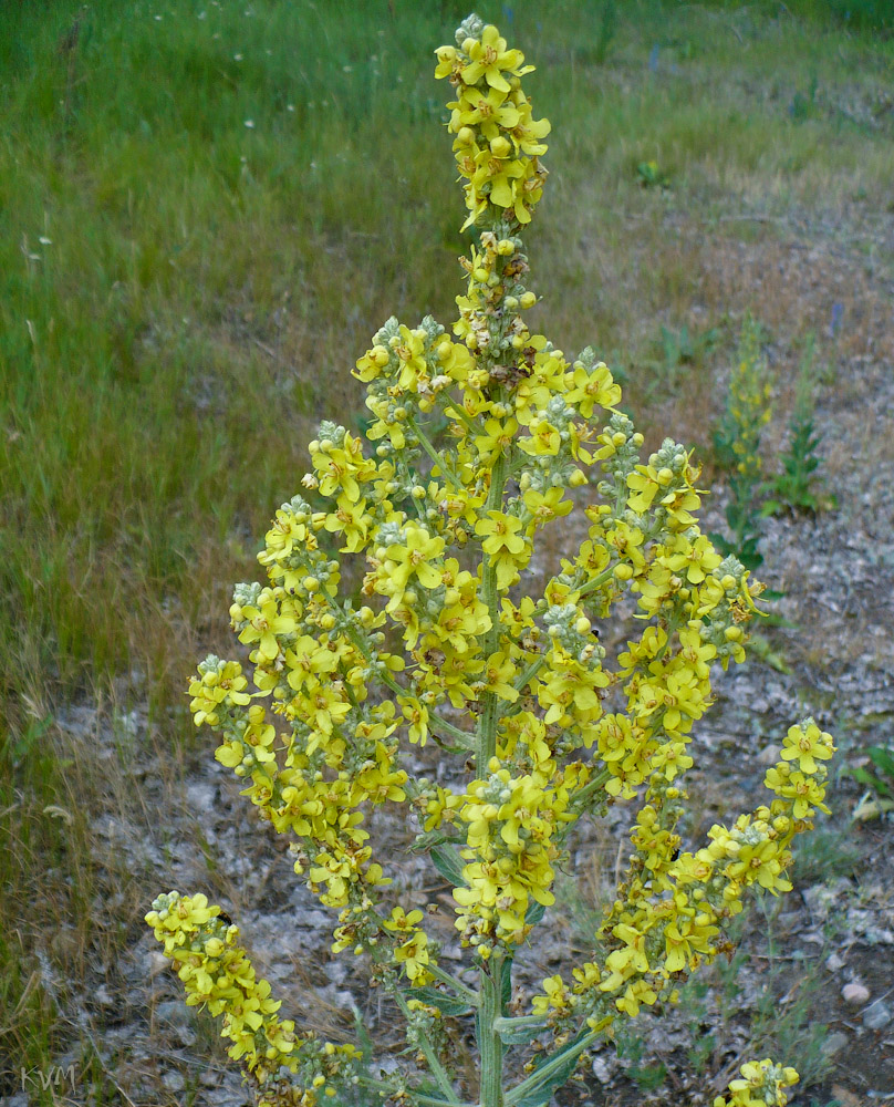 Image of Verbascum lychnitis specimen.